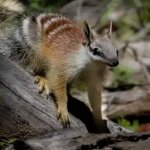 smallnumbat