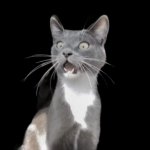 Speechless Cat meme