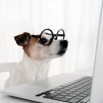computer dog