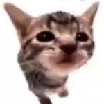 El gatito meme