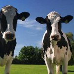 Two cow debate