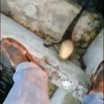 gator GIF Template