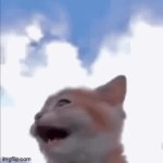 I love this cat | image tagged in gifs,cat,cute cat,walking cat | made w/ Imgflip video-to-gif maker