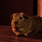 Charlie the Drunk Guinea Pig