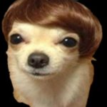 Sly dog