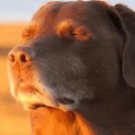 Relaxed dog