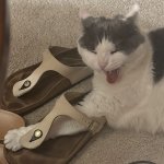 Screamo Kitty