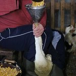 duck feeding