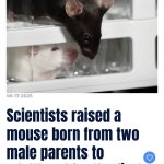 Scientists raised a mouse born from 2 male parent