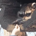 Raccoon gentle gift GIF Template