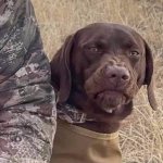 Dog looks with complete hatred