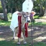 HOLY COW! meme