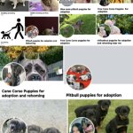 Funny | HOW I KNOW ALL YOU ENTREPRENEURS GOT YOUR (BUSINESS ADMINISTRATION) GED; FROM THE SAME ADULT LEARNING CENTER | image tagged in funny,dogs,dog memes,school memes,business,degree | made w/ Imgflip meme maker