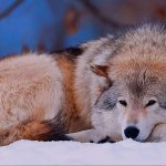 Lonely Wolf