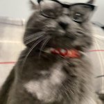 White collar cat