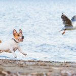 Bird chase