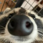 nose racoon