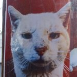 gato malandro