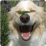 cheezburger happy dog