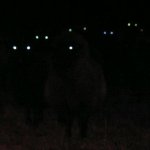 Glowing eyes in the dark