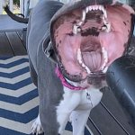 leaf blower dog