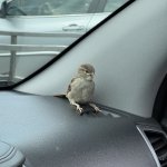 Monday Bird