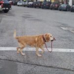 Dog Holding Own Leash
