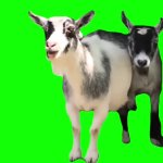 Goats Green Screen GIF Template