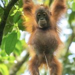 Orang
