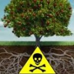 fruit of the poisonous tree template