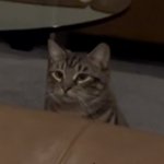 Cat jumpscare