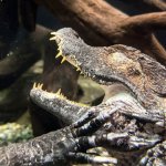 Caiman