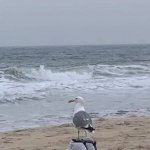 Seagull Drip