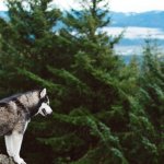 Husky meme