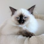 Big Boss Cat