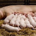 Litter Pigs Piglets Sow suckling Volsrock