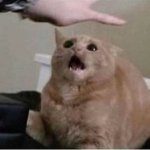 Cat gets grabbed