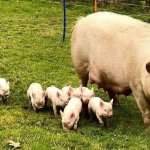 Pigs piglets Sow litter volsrocks