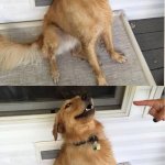 Dog Dont you dare
