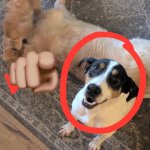 Dog point laugh