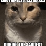 I hope I'm not the only person who is like this | WHAT FACE MY EMOTIONLESS ASS MAKES; DURING THE SADDEST MOMENT OF THE MOVIE | image tagged in cat dead stare,memes,funny,funny memes,cats,relatable | made w/ Imgflip meme maker