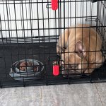 Dog in a cage