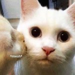 Cat kiss