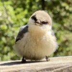 Rage Floof