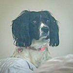 Judgemental dog