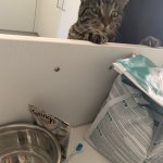 Desperately hungry Cat