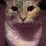 loading cat