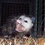 Possum