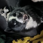 Cute dawg, scary teeth meme