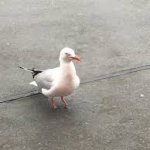 Seagulls